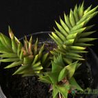 Collecion de Avonia