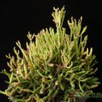 Collecion de Avonia