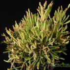 Collecion de Avonia