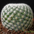 Collecion de Avonia