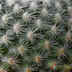 Collecion de Avonia