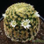 Collecion de Avonia