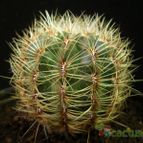 Collecion de Avonia