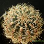 Collecion de Avonia
