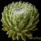 Collecion de Avonia