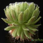 Collecion de Avonia