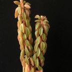 Collecion de Avonia