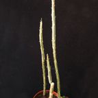 Collecion de Avonia