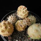 Collecion de Avonia