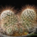Collecion de Avonia