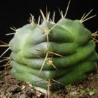Collecion de Avonia