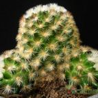 Collecion de Avonia