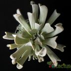 Collecion de Avonia