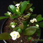 Collecion de Avonia