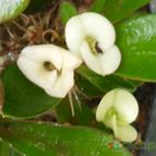 Collecion de Avonia