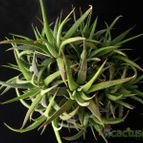 Collecion de Avonia