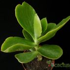 Collecion de Avonia