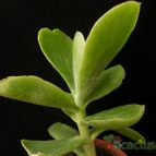 Collecion de Avonia