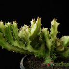 Collecion de Avonia