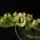 Collecion de Avonia