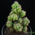 Collecion de Avonia