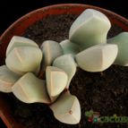 Collecion de Avonia