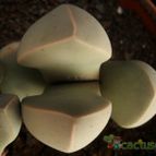 Collecion de Avonia