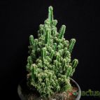 Collecion de Avonia