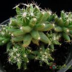 Collecion de Avonia
