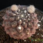 Collecion de Avonia