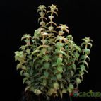 Collecion de Avonia