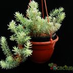 Collecion de Avonia