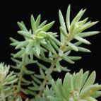 Collecion de Avonia