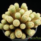 Collecion de Avonia