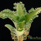 Bryophyllum laetivirens