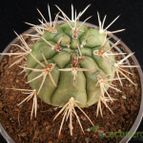 Collecion de Avonia