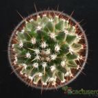 Collecion de Avonia