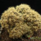 Collecion de Avonia
