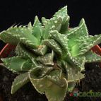Collecion de Avonia