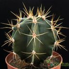 Collecion de Avonia