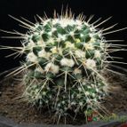 Collecion de Avonia