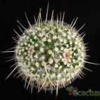 Collecion de Avonia