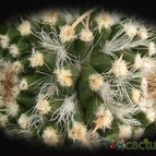 Collecion de Avonia
