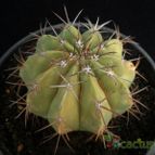 Collecion de Avonia