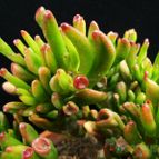 Collecion de Avonia