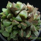 Collecion de Avonia