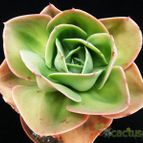 Collecion de Avonia
