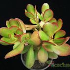 Collecion de Avonia