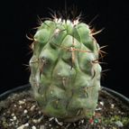 Collecion de Avonia