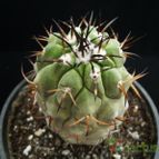 Collecion de Avonia